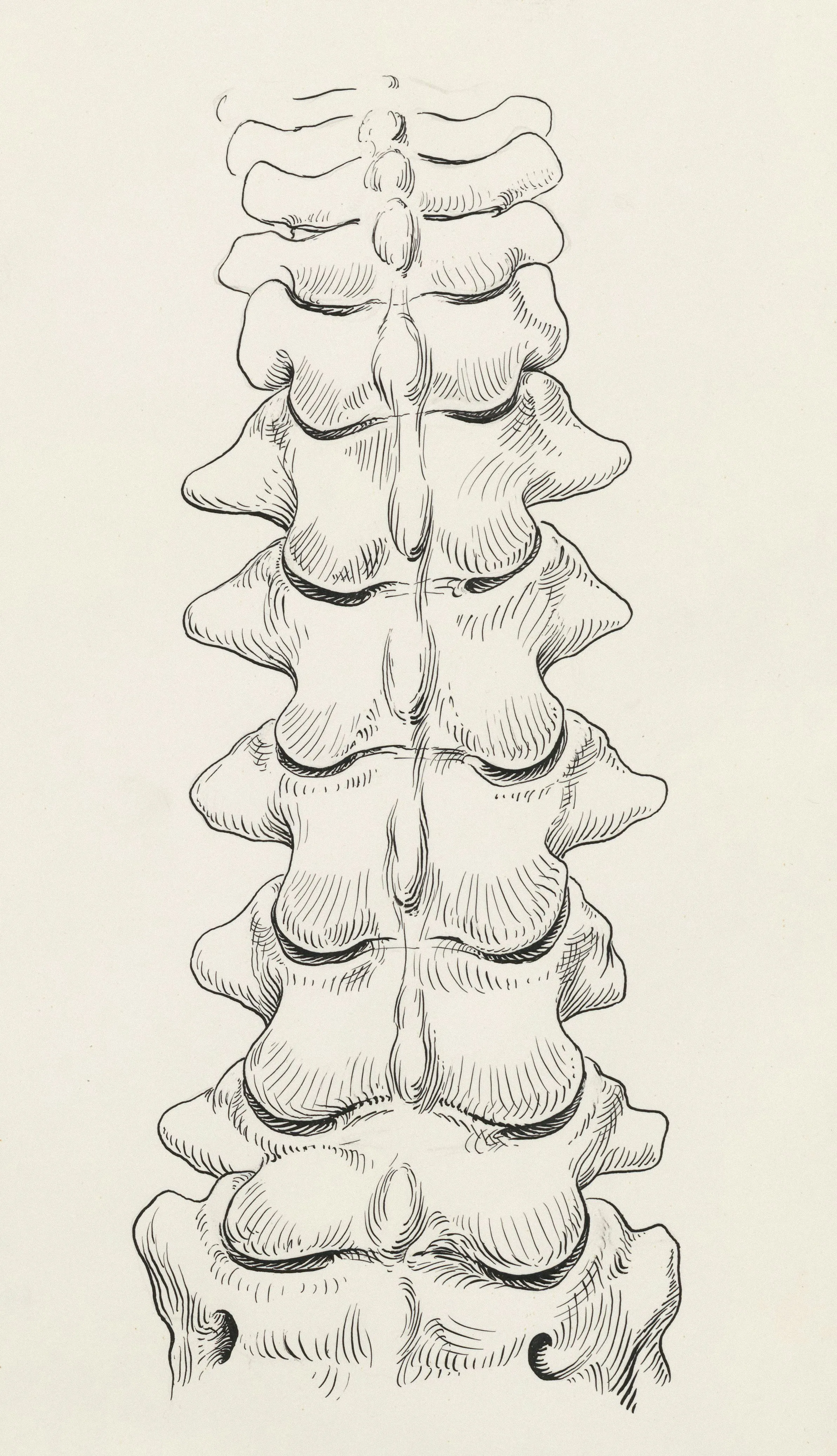 Anatomical illustration of the lumbar spine